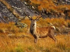 Red deer stag in Scotland.