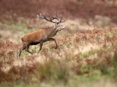 Red deer stag in Scotland.