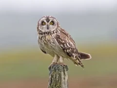 Short-eared owl in Scotland.