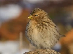 Twite in Scotland.