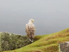 White-tailed-eagle in Scotland.