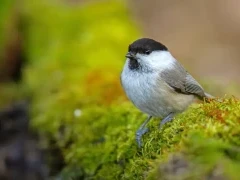 Willow tit