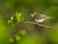 Wood warbler