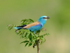 European roller