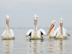 Four dalmatian pelican swimming