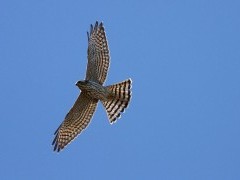 Levant sparrowhawk