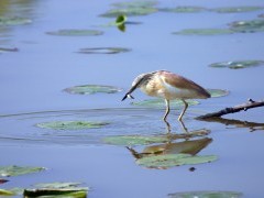 Squacco heron