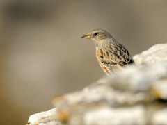 Alpine accentor