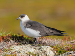 Arctic skua