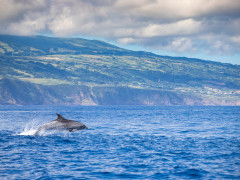 Bottlenose dolphin in the Azores