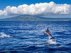 Bottlenose dolphin in the Azores
