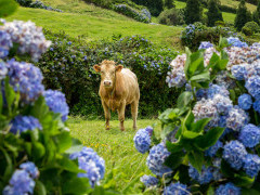 Cow in the Azores