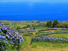 Scenery on Faial Island in the Azores