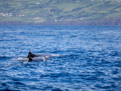 Sperm whale in the Azores