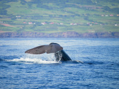 Sperm whale in the Azores