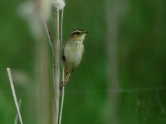 Aquatic warbler in Belarus.