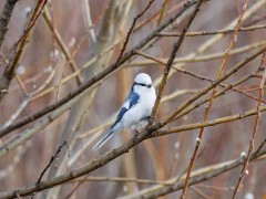 Azure tit in Belarus