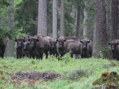 Bison in Belarus.