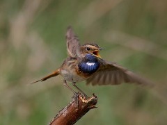 Bluethroat in Belarus.