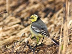 Citrine wagtail in Belarus.