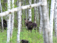 Elk in birch forest