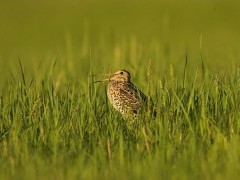 Great snipe in Belarus.