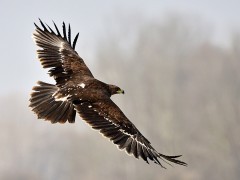 Greater spotted eagle in Belarus.