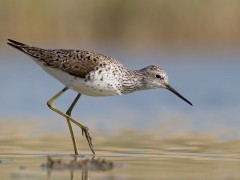 Marsh sandpiper in Belarus.