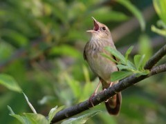 River warbler in Belarus