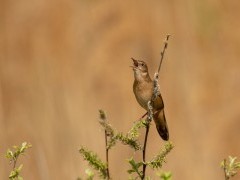 Savi's warbler in Belarus