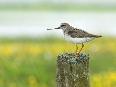 Terek sandpiper in Belarus