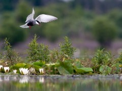Whiskered tern in Belarus.