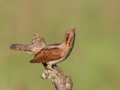 Wryneck in Belarus