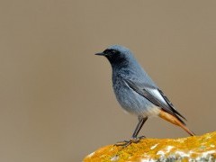Black redstart