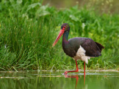 Black stork