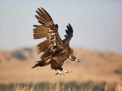 Black vulture in Spain