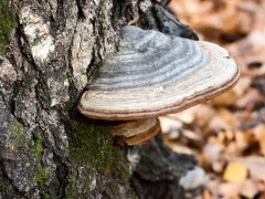 Bracket fungus