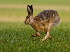 Brown hare