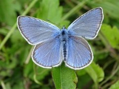 Amanda's blue in Bulgaria.