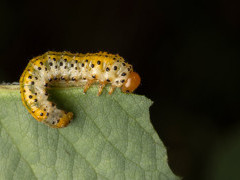 Azalea argid sawfly caterpillar in Bulgaria.