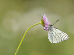 Black-veined white butterfly in Bulgaria.