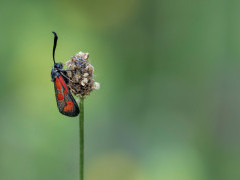 Burnet moth in Bulgaria.