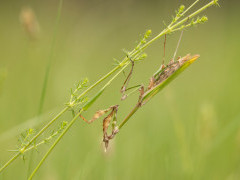 Conehead mantis in Bulgaria.