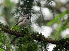 Crested tit in Bulgaria.