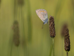Eastern batton blue in Bulgaria.
