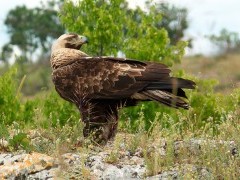 Eastern imperial eagle in Bulgaria.