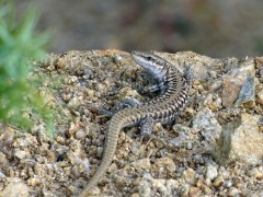 Erhand's wall lizard in Bulgaria.