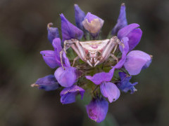 Flower crab spider in Bulgaria.