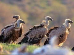 Griffon vulture in Bulgaria.