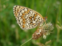 Knapweed fritillary in Bulgaria.